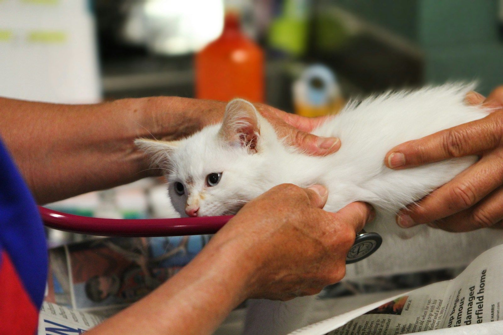 A veterinarian listening to a rescued white kitten’s heart with a stethoscope during a clinic checkup